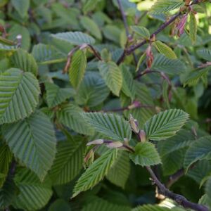 Carpinus betulus 12-14 HS